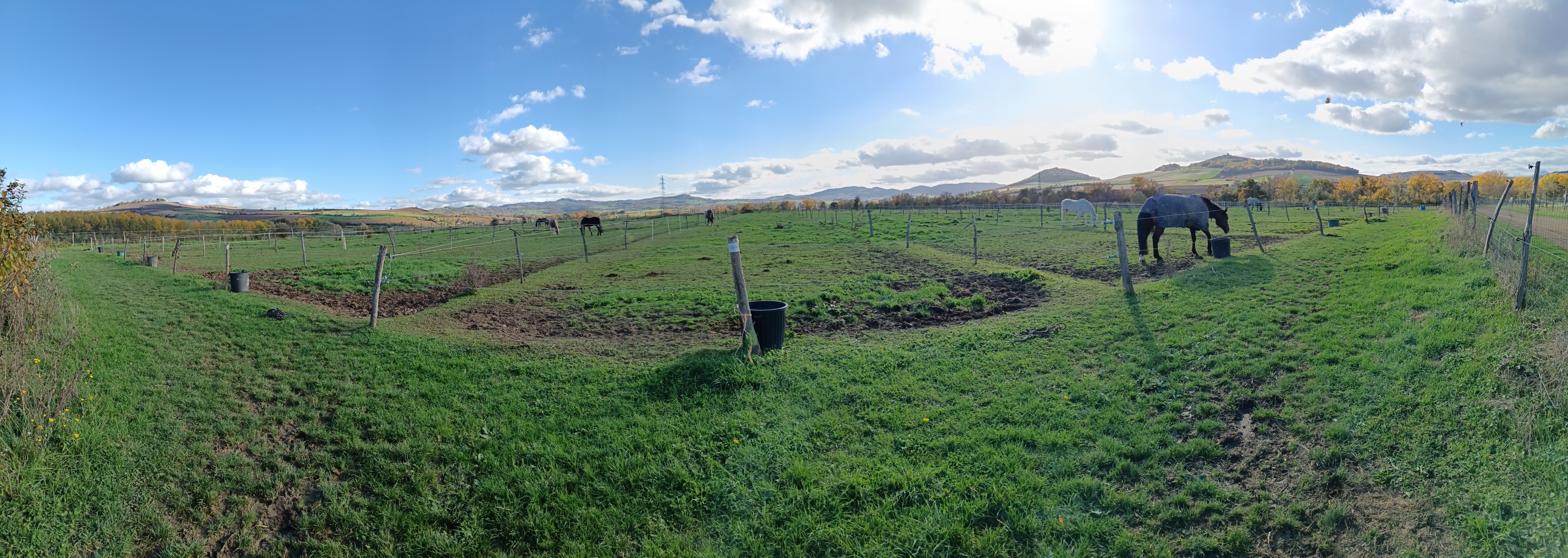 Paddock bien-être équin